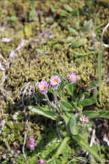 Erigeron borealis