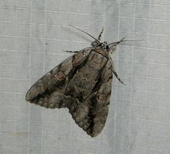 Catocala flebilis