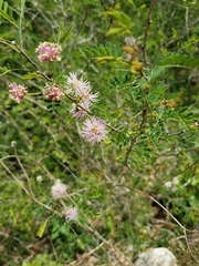 Mimosa borealis