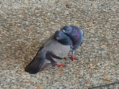 Columba livia domestica