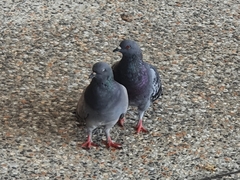 Columba livia domestica