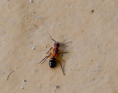 Camponotus inaequalis