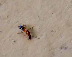 Camponotus inaequalis