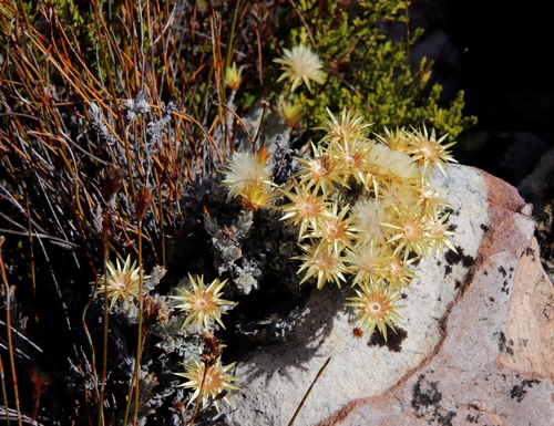 Image of Syncarpha flava by (c) Tony Rebelo, some rights reserved (CC BY-SA)
