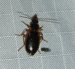 Cymindis limbata