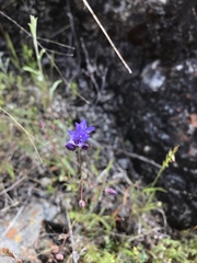 Gilia achilleifolia