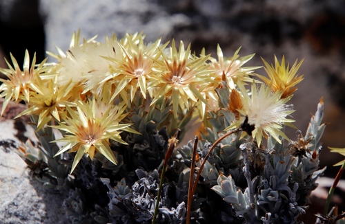 Yellow Sewejaartjie (Syncarpha flava)