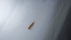 Triaenodes marginatus