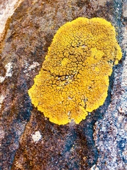 Xanthoria calcicola