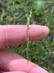 Sphenopholis intermedia