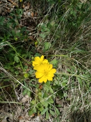 Ranunculus macranthus