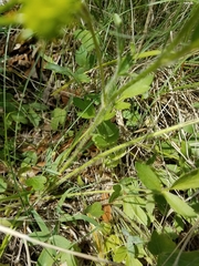 Ranunculus macranthus