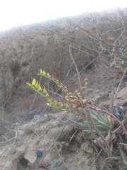 Dudleya cultrata