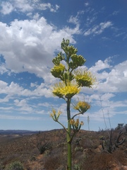 Agave cerulata