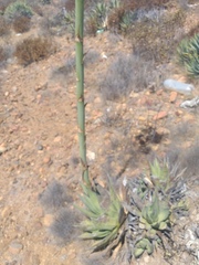 Agave cerulata