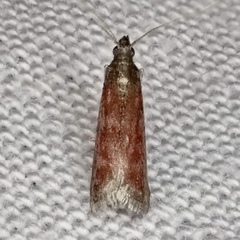 Varneria postremella