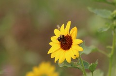 Bombus nevadensis
