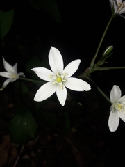 Ornithogalum umbellatum