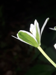 Ornithogalum umbellatum