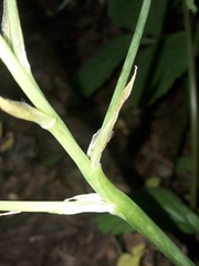 Ornithogalum umbellatum