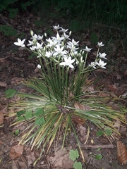 Ornithogalum umbellatum