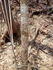 Cnidoscolus megacanthus