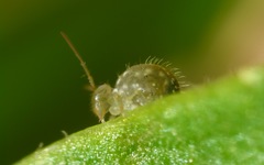 Sminthurus viridis