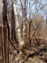 Cnidoscolus megacanthus