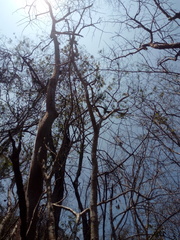 Cnidoscolus megacanthus