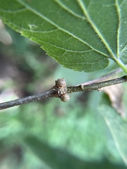 Pachypsylla celtidisgemma