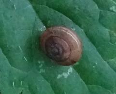 Trochulus striolatus