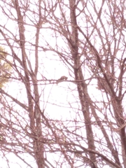 Callosciurus erythraeus