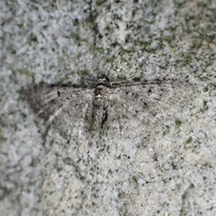 Eupithecia fletcherata