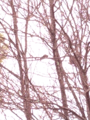 Callosciurus erythraeus