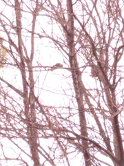 Callosciurus erythraeus