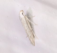 Haplochrois bipunctella