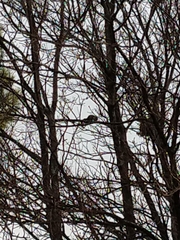 Callosciurus erythraeus