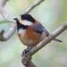 Varied Tit - Photo (c) R.J. Adams, some rights reserved (CC BY-NC)