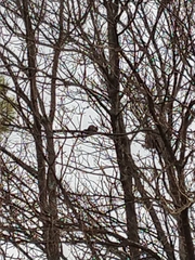 Callosciurus erythraeus