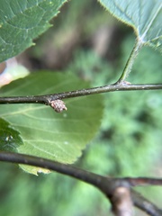 Pachypsylla celtidisgemma
