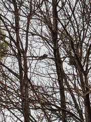 Callosciurus erythraeus