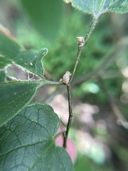 Pachypsylla celtidisgemma