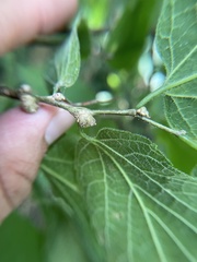Pachypsylla celtidisgemma