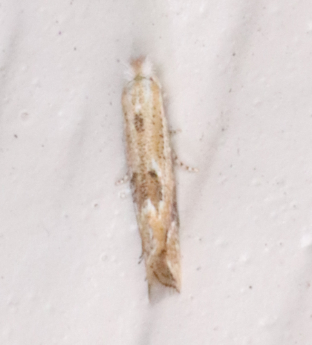 Bucculatrix ambrosiaefoliella