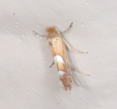 Phyllonorycter aeriferella