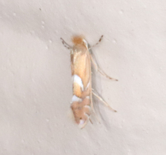 Phyllonorycter aeriferella
