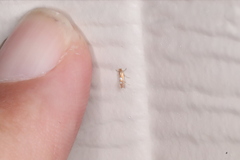 Phyllonorycter aeriferella