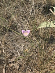 Calochortus macrocarpus macrocarpus