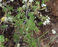 Galium parisiense