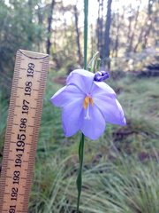 Tigridia longispatha